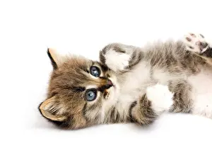 Studio Shot Cat Prints: Funny kitten