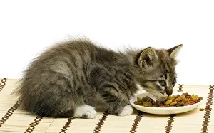 Humorous Animal Photography Prints: Funny kitten