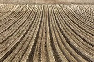 Field Work Photography Prints: Furrows