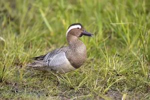 Lower Saxony Nature Reserve Prints: Gadwall (Spatula querquedula), Dummer