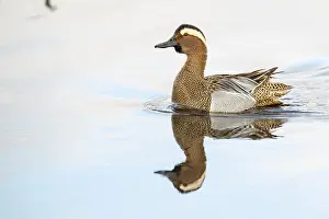 Framed Print : Gadwall Print, Lembruch, Germany