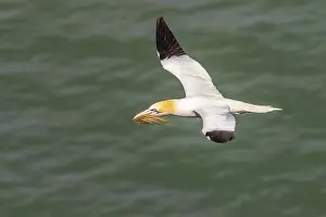 British Seabirds Prints: Gannet flying with nesting material in its beak