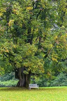 Austrian Countryside Landscape Prints: Garden bench under a lime tree
