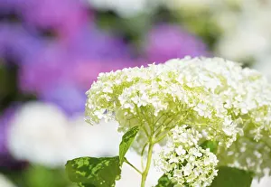 Bigleaf Hydrangea Prints: Garden hydrangea or bigleaf hydrangea (Hydrangea macrophylla)