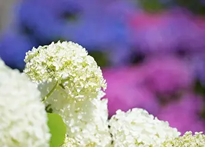 Bigleaf Hydrangea Prints: Garden hydrangea or bigleaf hydrangea (Hydrangea macrophylla)
