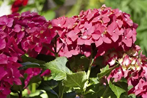 Bigleaf Hydrangea Prints: Garden hydrangea (Hydrangea macrophylla)
