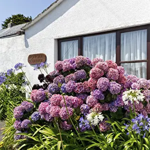 Hydrangea Macrophylla Prints: Garden hydrangea (Hydrangea macrophylla)