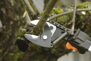 Deciduous Tree Gardening Prints: Gardener pruning old fruit tree with pruning shears