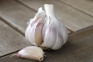 Vegetable Nutrition Prints: Garlic