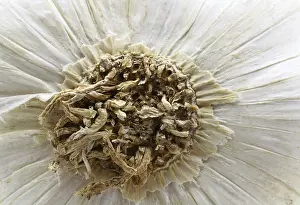Close Up Garlic Prints: Detail of a garlic bulb