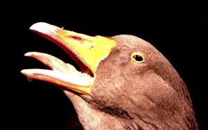 Anseriformes Species Images Prints: Geese