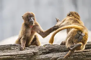 Gelada Baboon Prints: Gelada (Theropithecus gelada) arguing with each other