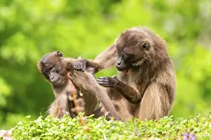 Gelada Prints: Two Gelada Female Eavesdropping Print, Captive Africa