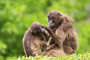 Prints of Two Gelada (Theropithecus gelada) female eavesdrop on each other, captive, distribution africa Baboon Prints: Two Gelada Females Eavesdrop, Captive Print