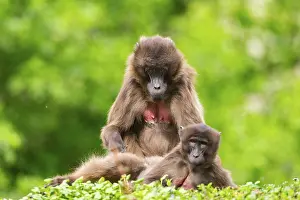 Prints of Two Gelada (Theropithecus gelada) female eavesdrop on each other, captive, distribution africa Baboon Prints: Two Gelada Female Eavesdrop Print, Africa