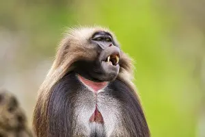 Prints of Gelada (Theropithecus gelada) male, portrait, captive, distribution africa Baboon Prints: Gelada (Theropithecus gelada) Male Print, Africa