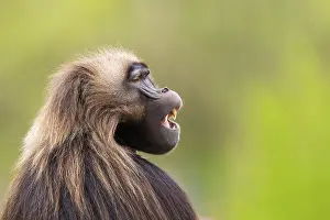 Prints of Gelada (Theropithecus gelada) male, portrait, captive, distribution africa Baboon Prints: Gelada (Theropithecus gelada) Male Print - Africa
