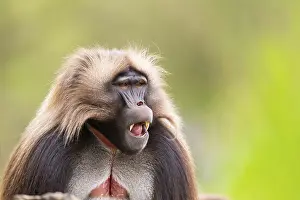 Prints of Gelada (Theropithecus gelada) male, portrait, captive, distribution africa Baboon Prints: Gelada Male Portrait Print - Africa