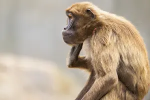 Captive Primate Photography Prints: Gelada (Theropithecus gelada), portrait