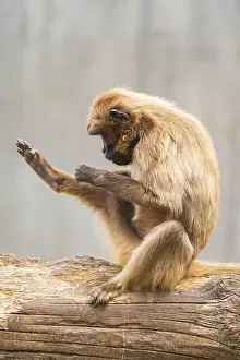 Gelada Monkey Prints: Gelada (Theropithecus gelada) sitting on an old tree trunk