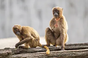 Gelada Baboon Prints: Gelada (Theropithecus gelada) sitting on an old tree trunk beside each other