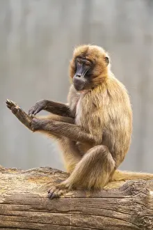 Captive Wildlife Photography Prints: Gelada (Theropithecus gelada) sitting on an old tree trunk