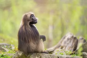 Prints of Gelada (Theropithecus gelada) sitting on an old tree trunk, captive, distribution africa Baboon Prints: Gelada (Theropithecus gelada) Print, Captive, Africa