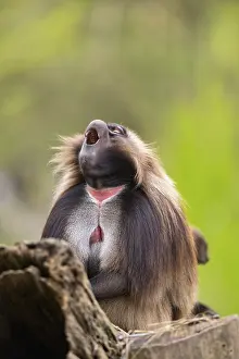 Prints of Gelada (Theropithecus gelada) sitting on an old tree trunk, captive, distribution africa Baboon Prints: Gelada (Theropithecus gelada) Print - Captive Africa