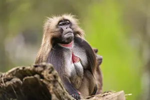 Prints of Gelada (Theropithecus gelada) sitting on an old tree trunk, captive, distribution africa Baboon Prints: Gelada (Theropithecus gelada) Print, Captive in Africa