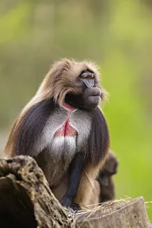 Prints of Gelada (Theropithecus gelada) sitting on an old tree trunk, captive, distribution africa Baboon Prints: Gelada (Theropithecus gelada) Print, Captive, Africa