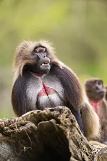 Prints of Gelada (Theropithecus gelada) sitting on an old tree trunk, captive, distribution africa Baboon Prints: Gelada (Theropithecus gelada) Print - Africa