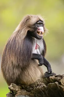 Prints of Gelada (Theropithecus gelada) sitting on an old tree trunk, captive, distribution africa Baboon Prints: Gelada (Theropithecus gelada) Print - Captive Africa