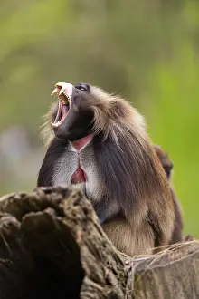 Prints of Gelada (Theropithecus gelada) sitting on an old tree trunk, captive, distribution africa Baboon Prints: Gelada (Theropithecus gelada) Print, Captive in Africa