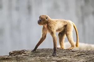 Tree Trunk Wildlife Scene Prints: Gelada (Theropithecus gelada) standing on an old tree trunk