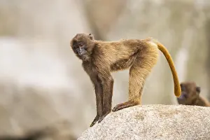 Captive Animal Photography Prints: Gelada (Theropithecus gelada) standing on a rock