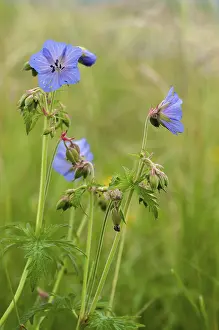 Geranium Pratense Prints: Geraniaceae, geranium pratense