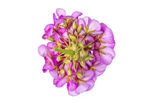 Geranium Inflorescence Prints: Geranium (Pelargonium), inflorescence underside