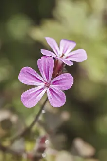 Robins Prints: Geranium robertianum Print - Ruprechtskraut