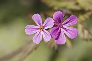 Robins Prints: Geranium robertianum Print - Ruprechtskraut