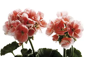 Deserted Flower Field Prints: Geraniums, pink