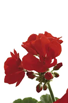 Red Geraniums Prints: Geraniums, red