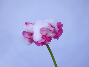 Winter Blooms Prints: Geraniums with snow
