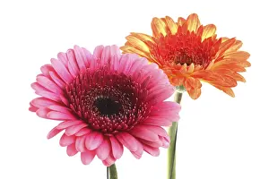 Cut Flower Studio Shot Prints: Gerbera