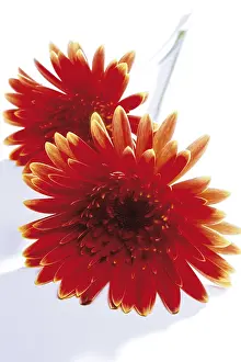 Studio Shot Flowers Prints: Gerbera
