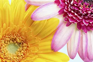 Red Gerbera Blossom Prints: Two gerbera