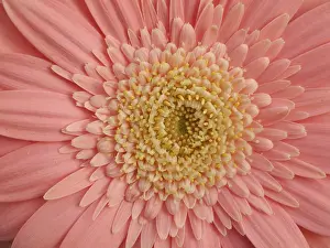 Botany Images Prints: Gerbera