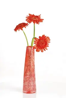 Gerbera Flower Prints: Gerbera Asteraceae