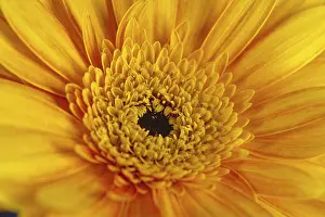 Deserted Garden Flowers Prints: Gerbera, flower detail