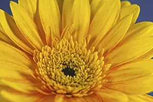 Deserted Garden With Blooming Flowers Prints: Gerbera, flower detail