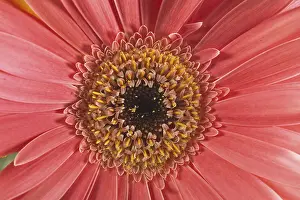 Deserted Garden With Blooming Flowers Prints: Gerbera, flower detail